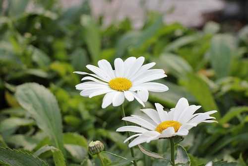रिश्तों का मोल