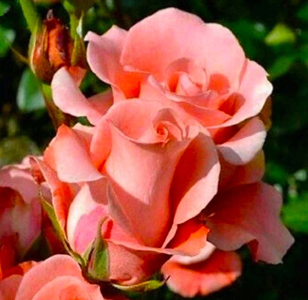 My love my लाइफ