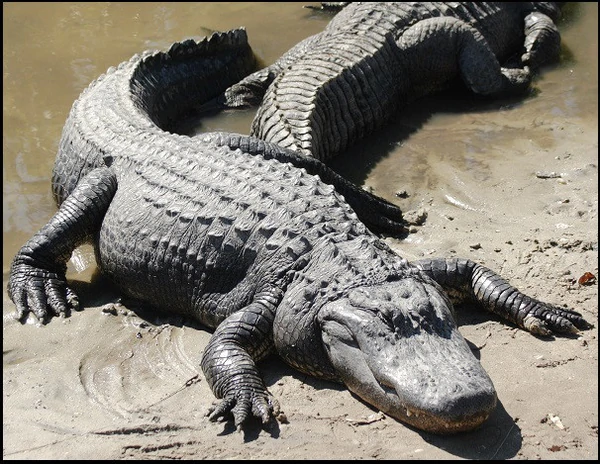 "Alligator"