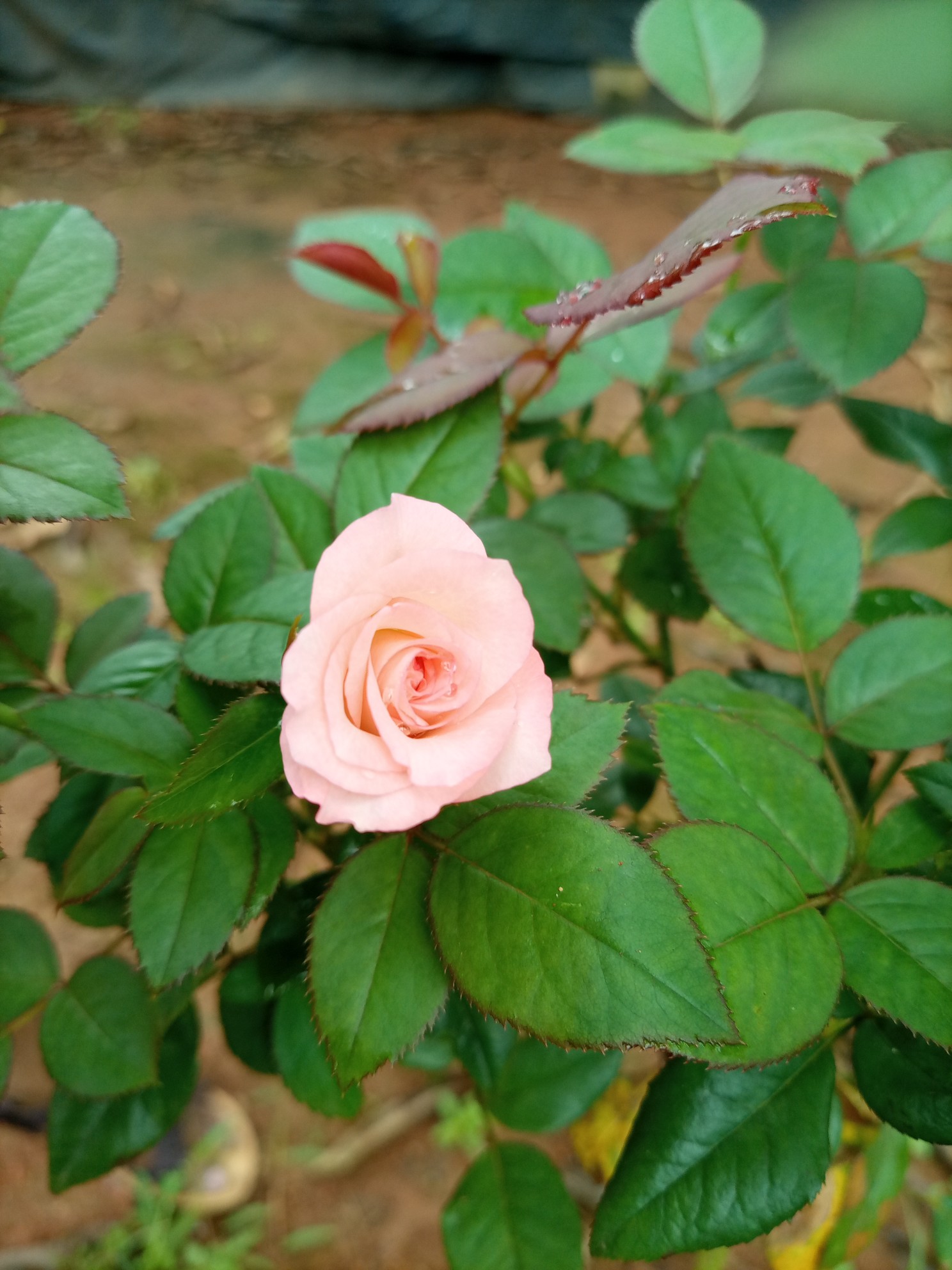 Tera Intezaar