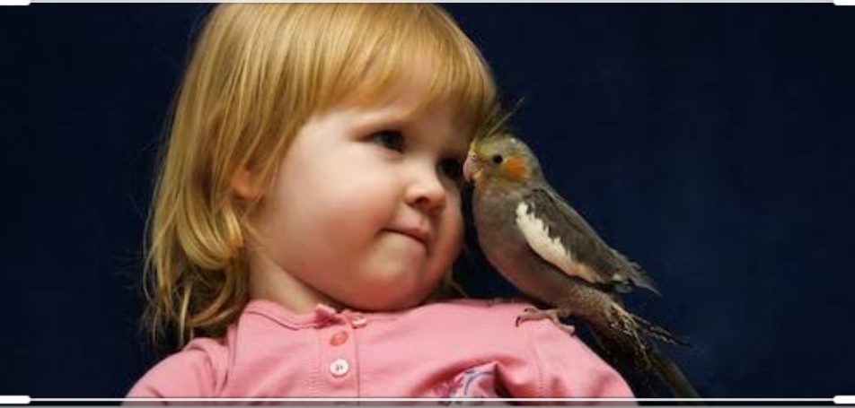 सोन चिरैया