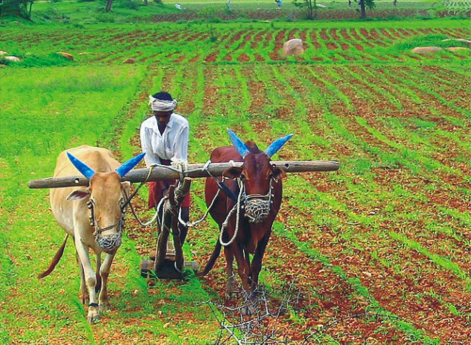 Are the farmers of India suffering?